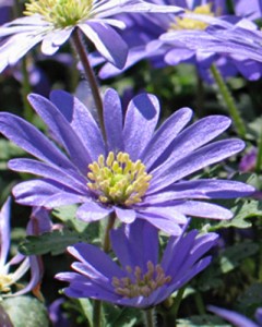 Anemone blanda blue shades.jpg